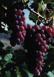 Wine, wines, winery tours, wineries, vintners, vinyards