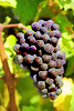 Hornby Island Wines Comox Valley